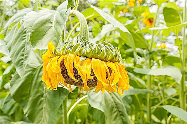 Fixing Drooping Sunflowers: So verhindern Sie, dass Sonnenblumen hängen