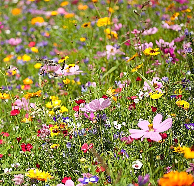 Польові квіти для садів зони 5: Поради щодо посадки польових квітів у зоні 5