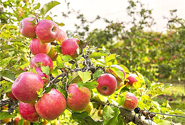 Zona 5 macieiras - maçãs crescentes nos jardins da zona 5