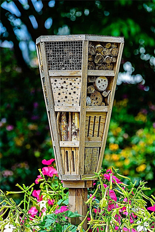 Criando Bug Gardens: Atrair insetos benéficos para um jardim