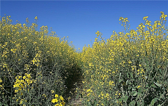 Winter Cover Crops With Canola: Tips om å plante Canola Cover Crops