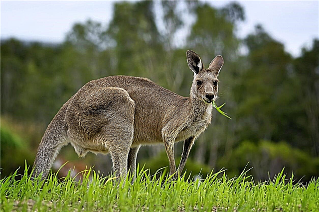 Kangaroo-afskrækkelser: Sådan kontrolleres kenguruer i haven