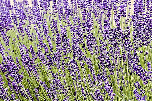 Zone 5 Lavendelpflanzen - Wachsende kalte winterharte Lavendelsorten