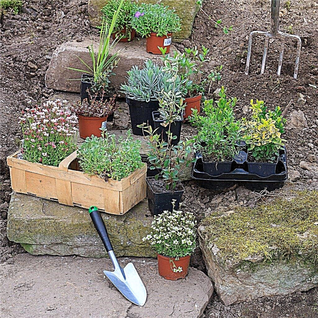 Plantes de Hardy Rock Garden: Cultiver des jardins de rocaille dans la zone 5
