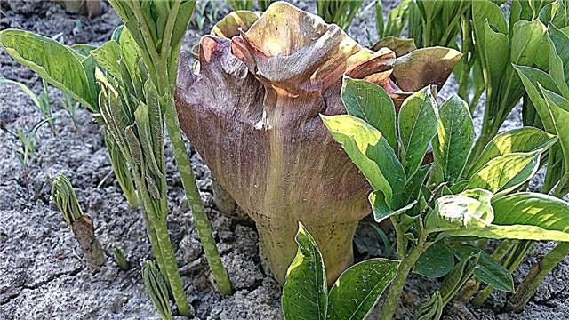 Cuidando los lirios vudú: cultivando una planta de lirio vudú de hojas de peonía
