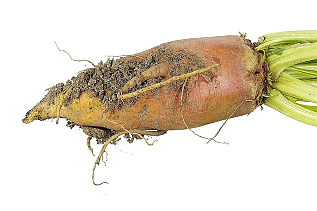 Вирощування рослин Mangold - Дізнайтеся про овочі Mangold