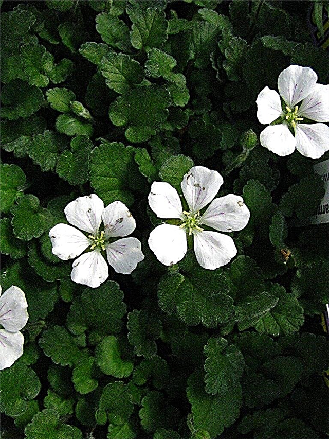 Plante cu geraniu alpin: sfaturi pentru creșterea geranienilor alpini