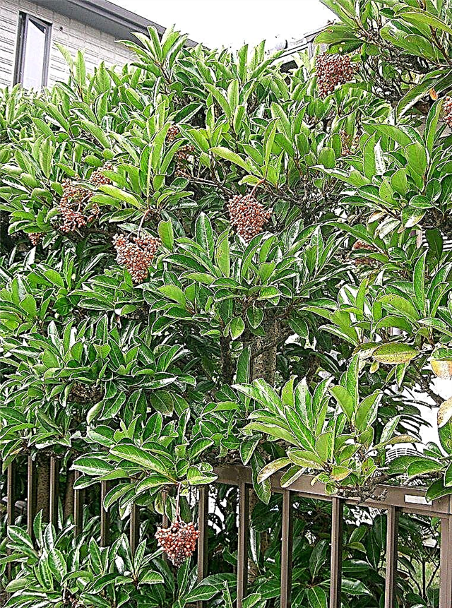 Cuidados com o Viburno Doce: Cultivo de arbustos de Viburno doce