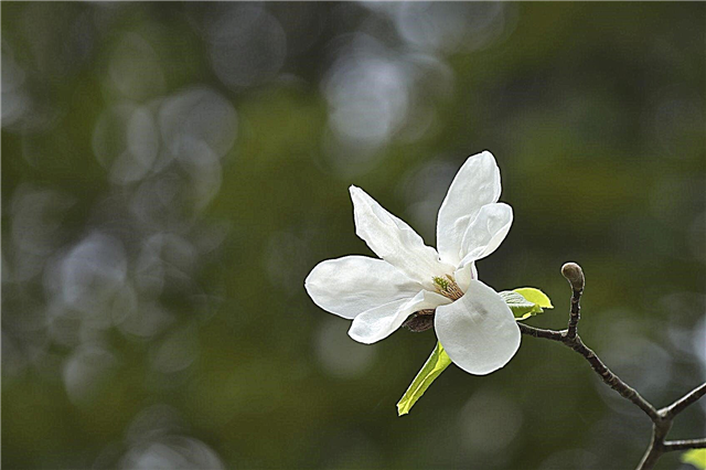 Magnolias de la zona 4: consejos para cultivar árboles de magnolia en la zona 4