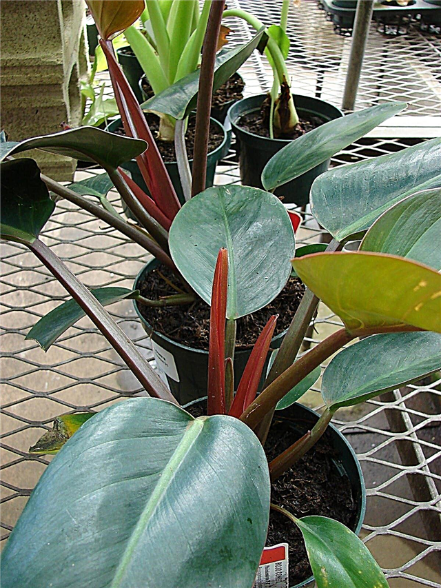 Philodendron Information - O que é um Congo Rojo Philodendron
