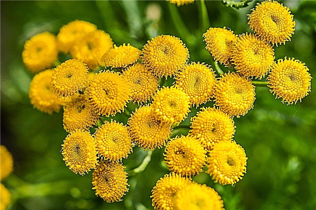Tansy Plant Info: Tipps zum Anbau von Tansy Herbs
