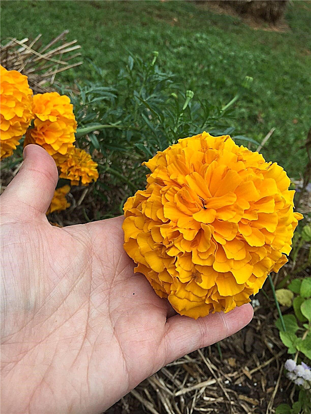 African Marigold Care: How to Grow African Marigolds