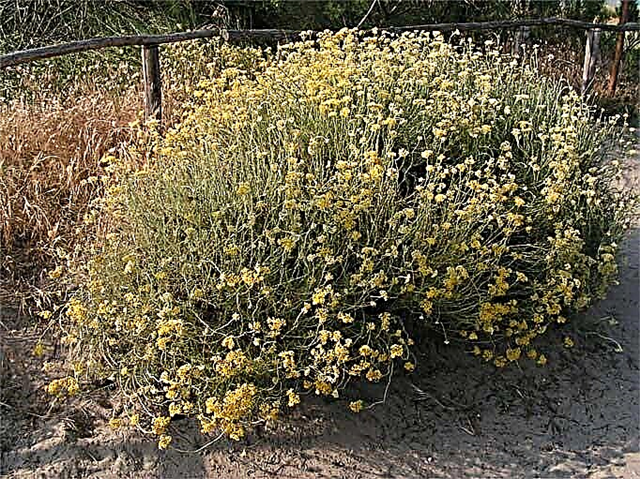 Información de la planta de curry: cómo cultivar plantas de curry Helichrysum