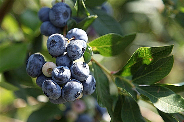 Blueberry Zon 4 - Jenis Tanaman Blueberry Dingin