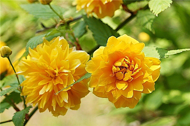 Kerria Japanese Rose: tips voor het kweken van een Japanse Kerria