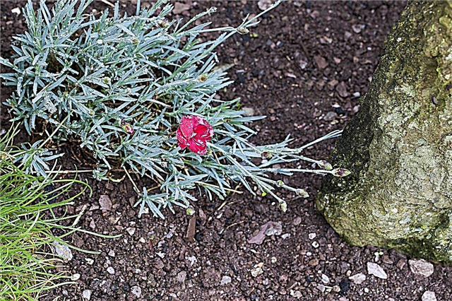 Clove Pink Herb Plants - Erfahren Sie mehr über die Verwendung von Clove Pink im Garten