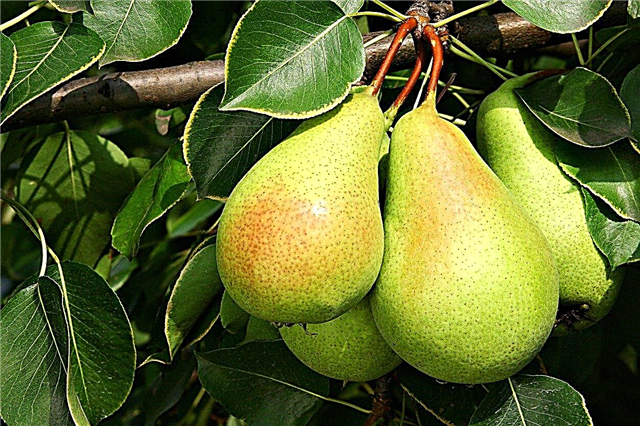 Zone 4 Pears: perenbomen die groeien in Zone 4-tuinen