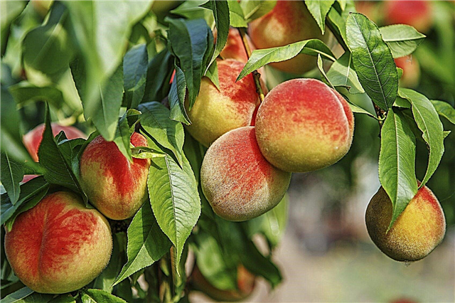 Koude winterharde perzikbomen: perzikbomen kiezen voor Zone 4-tuinen