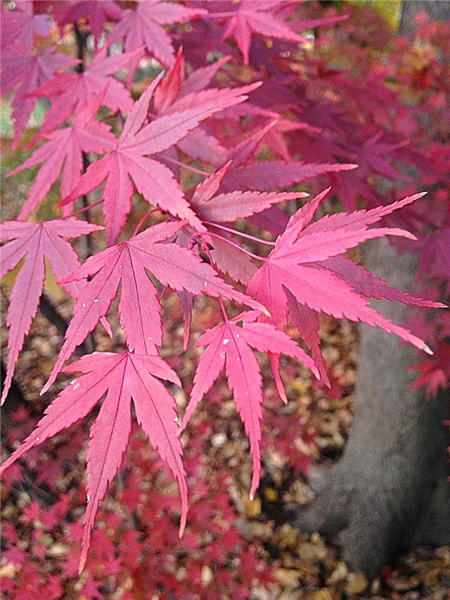 Cold Hardy Japanese Maples: Επιλογή ιαπωνικών σφενδάμνων για τους κήπους της ζώνης 4