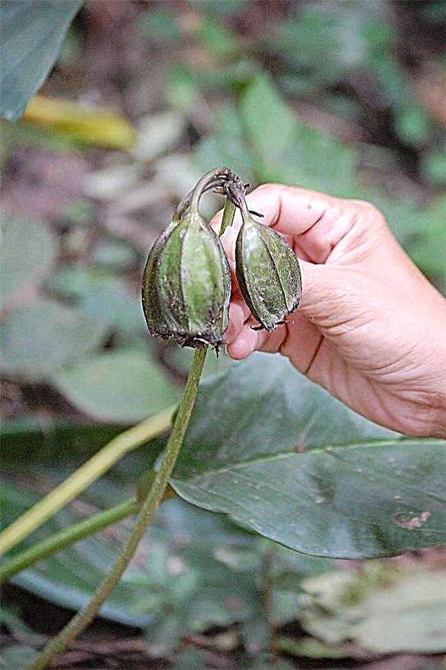 نشر زهرة الخفاش: كيف تنمو زهرة الخفاش من البذور