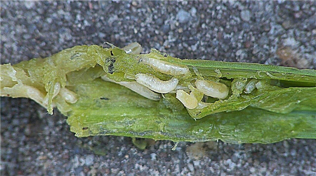 Controle de larvas de cebola - Como se livrar de larvas de cebola