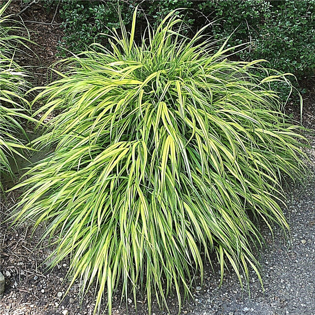 Cold Hardy Grasses: la scelta di erbe ornamentali per i giardini della zona 4