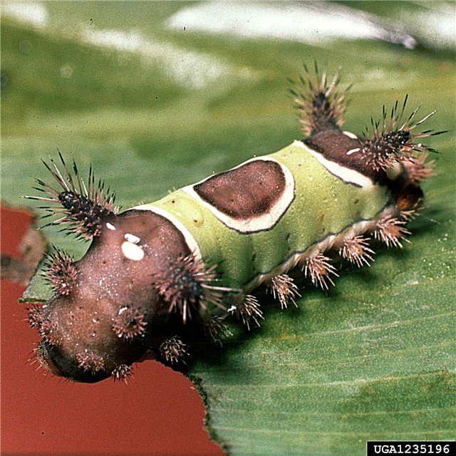 แมลงศัตรูทั่วไปของดอกบัวพุทธรักษา - เคล็ดลับในการจัดการศัตรูพืชของดอกพุทธรักษาลิลลี่