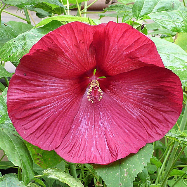 Utendørs hibiskuspleie: tips om dyrking av hibiskus i hager