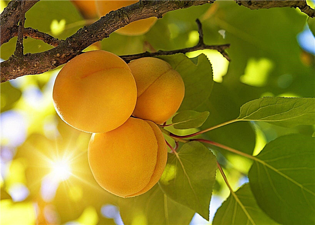 Wie robust Aprikosenbäume sind: Aprikosenbaumsorten für Gärten der Zone 4