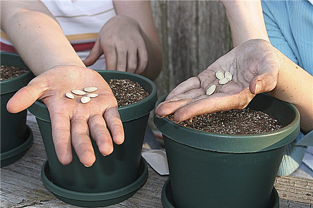 Propagando plantas com crianças: ensinando a propagação de plantas para crianças