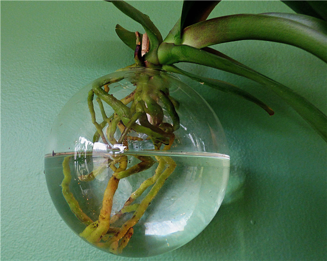 Kasvavat orkideat vedessä: Hoito vedessä kasvatetuista orkideoista