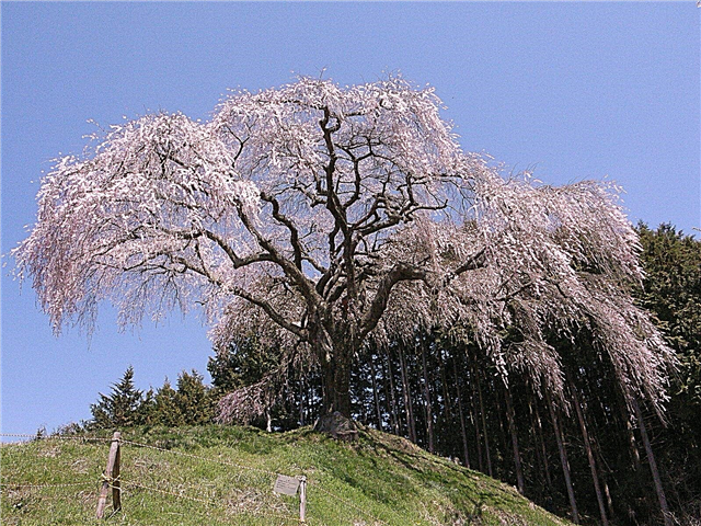 Kalte winterharte Bäume: Tipps zum Wachsen von Bäumen in Zone 4