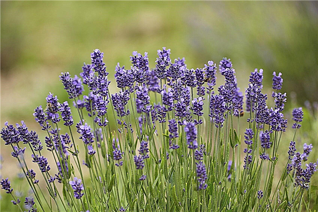 Kalte winterharte Lavendelpflanzen: Tipps zum Anbau von Lavendel in Zone 4-Gärten