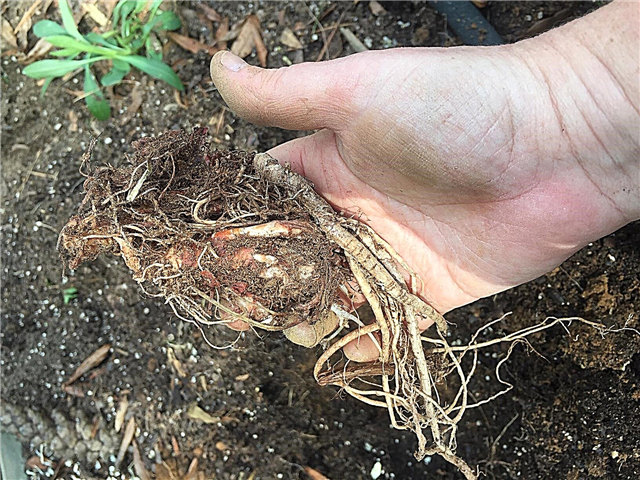 Heuchera Bare Root Plants: Wskazówki dotyczące sadzenia bylin z gołymi korzeniami