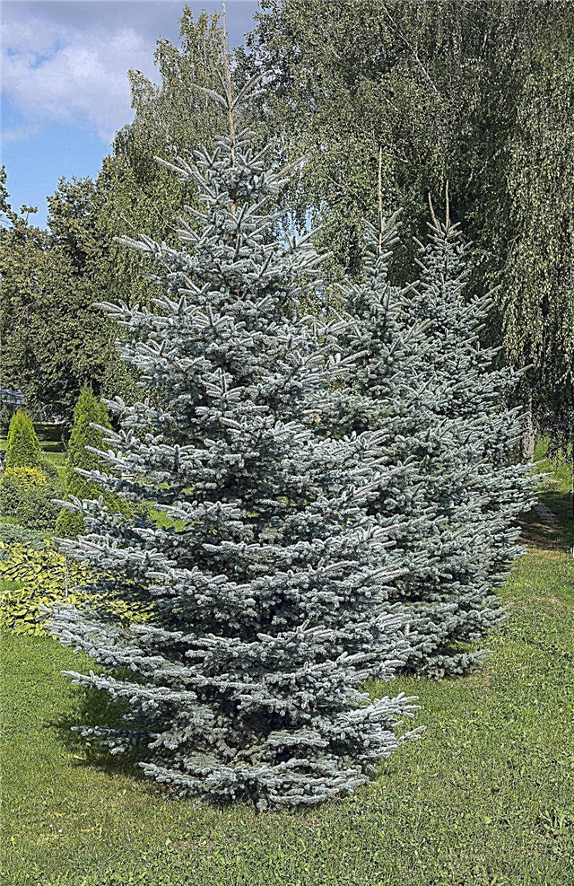 Zona 4 zimzeleno drveće: odabir zimzelenih stabala za vrtove zone 4