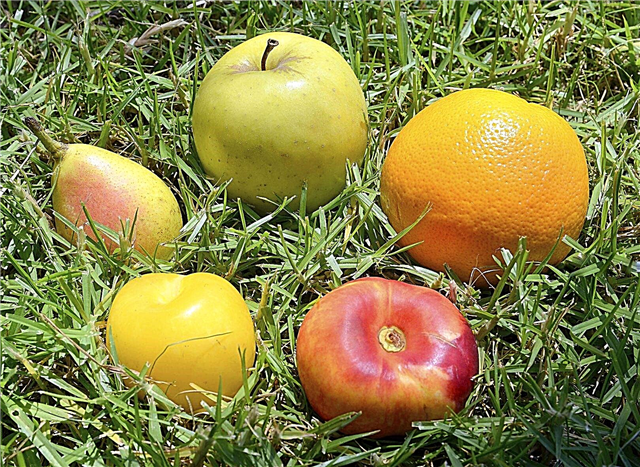 Ideas de jardines temáticos de frutas: consejos para cultivar jardines de ensaladas de frutas