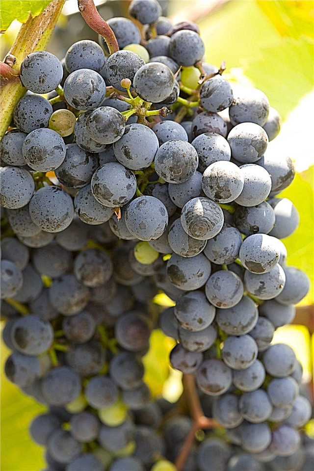Cold Hardy Grape Variety: Dicas para o cultivo de uvas na Zona 4