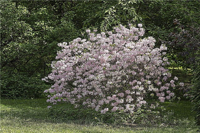 4. tsooni aedade rododendronid - külma Hardy rododendronite tüübid