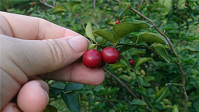 Mi a limeberry, és a eper ehető-e?