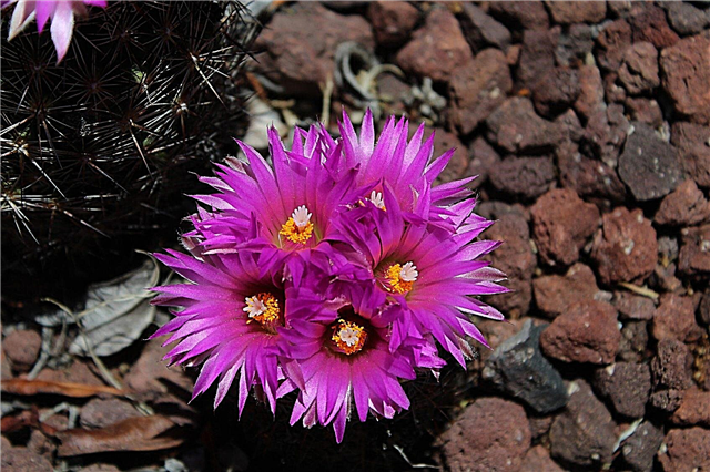 Plantas de cactus de la zona 4: tipos de plantas de cactus resistentes al frío