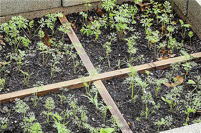 Gartenlayoutpläne - Tipps zu Layoutoptionen für den Garten