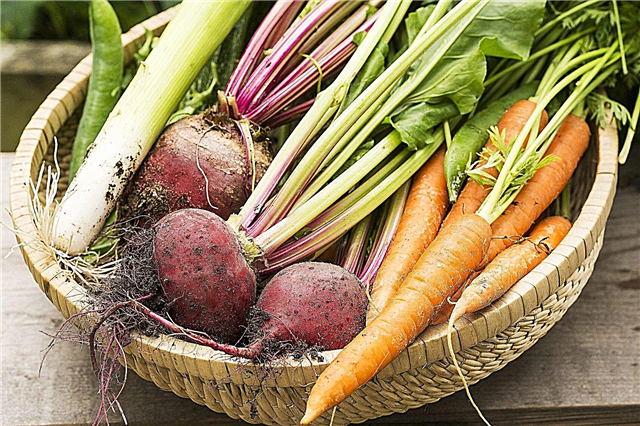 Anbau von kaltem, winterhartem Gemüse: Tipps zum Gemüsegarten in Zone 4