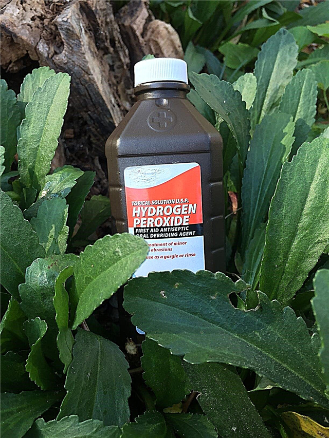 Usos del jardín para el peróxido de hidrógeno: el peróxido de hidrógeno dañará las plantas