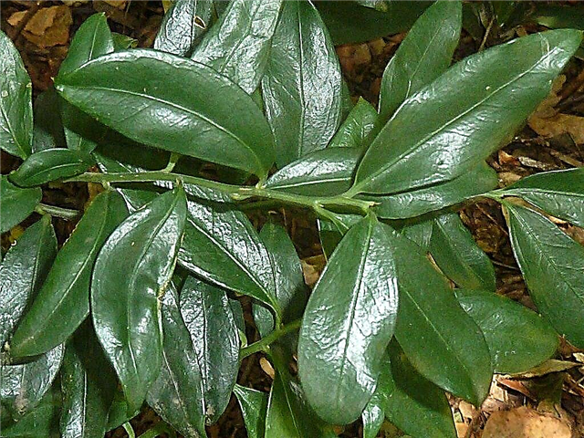 Información de la planta Sweetbox: consejos para cultivar arbustos Sweetbox