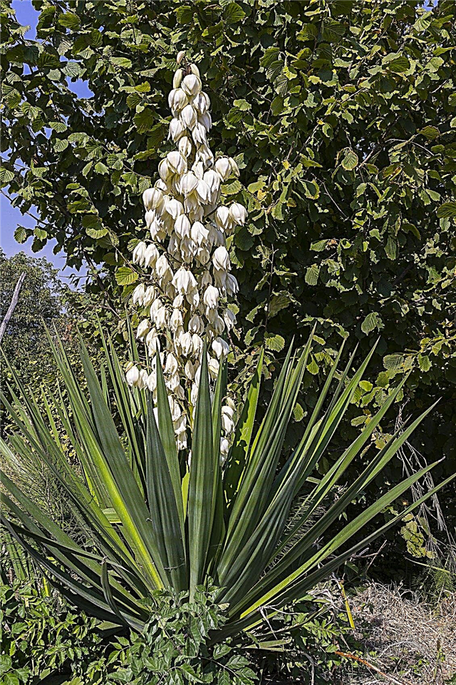 Zone 4 Yucca Pflanzen - Was sind einige winterharte Yuccas?