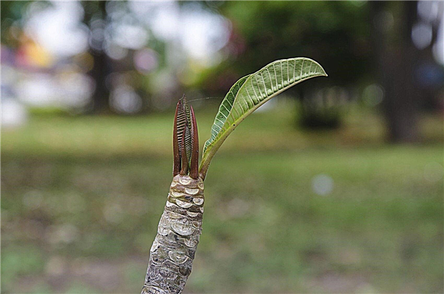 Plumeria قطع التكاثر - كيفية زراعة قطع Plumeria