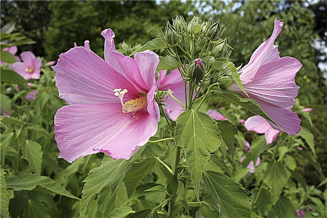 Hibiscus pour les climats froids: conseils pour cultiver de l'hibiscus rustique dans la zone 4
