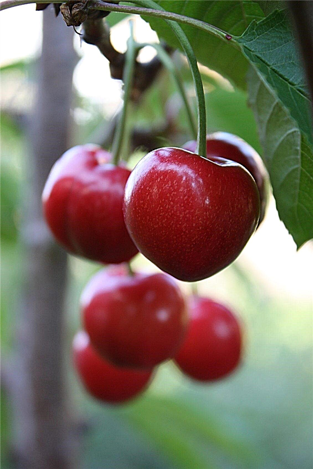 Kallhårdiga körsbärsträd: Lämpliga körsbärsträd för trädgårdar i zon 3