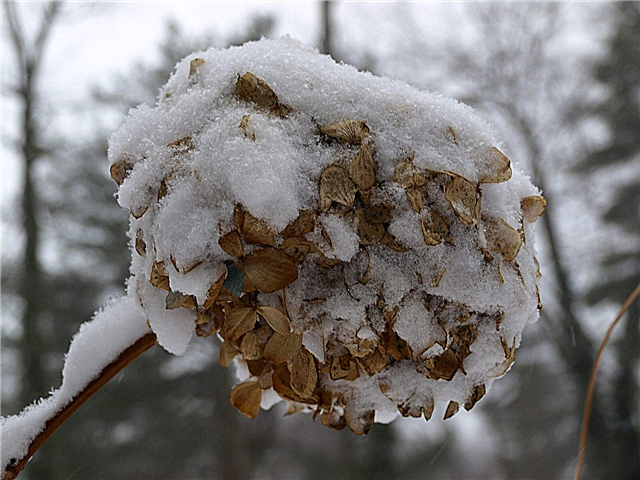 Plantas de hortensias para el invierno: consejos para prevenir la muerte invernal en las hortensias