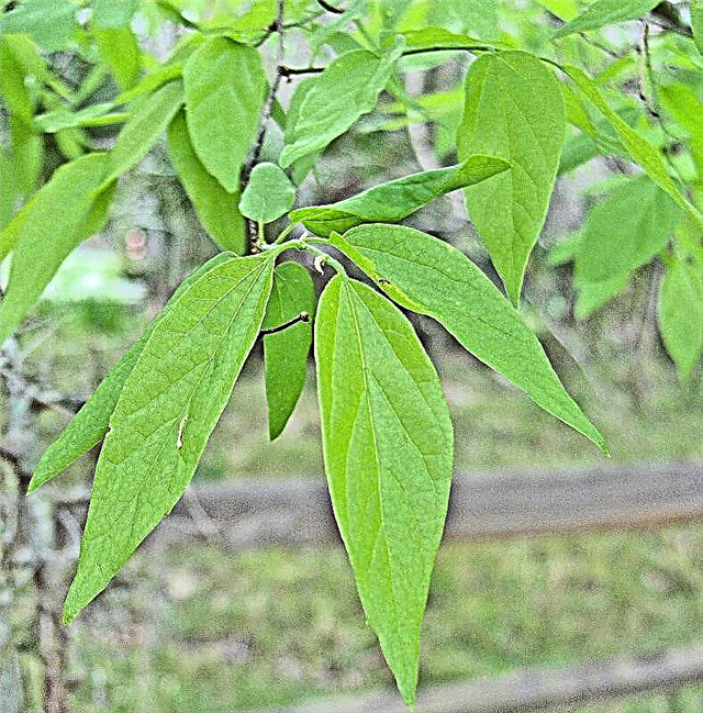 ¿Qué es un árbol Sugarberry: Aprenda acerca de los árboles Sugar Hackberry